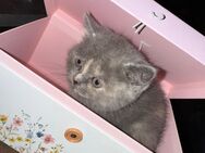 Bkh kitten zuckersüß - Berlin Steglitz-Zehlendorf