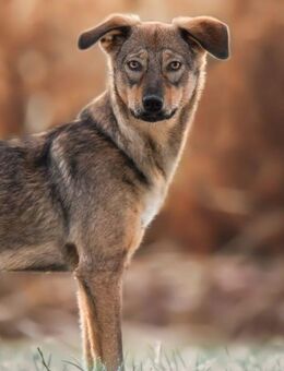 Kinushi möchte endlich richtig ankommen - Konstanz