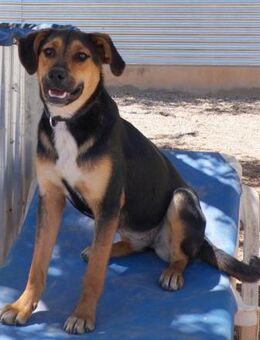 Coral, geb. 10.09.2024, 54 cm - Lünen