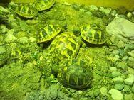 Verkauf griechische Landschildkröten THH NZ 2022 - Pittenhart
