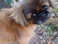 🩷Lola 🩷14-jährige Pekinese - Kassel