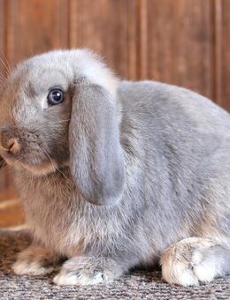 Reinrassige kleine Zwergwidder Kaninchen Jungtiere Zwerghasen SOFORT - Büchlberg