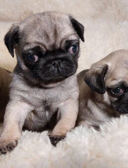 Mopswepen,wunderschöne Mops Welpen - Demmin