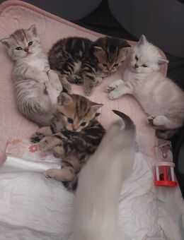 BKH KITTEN REINRASSIG sUCHEN EIN SCHÖNES 🌟 Zuhause. - Feuchtwangen