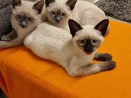 3 Reinrassige Saimkater - Dingolfing