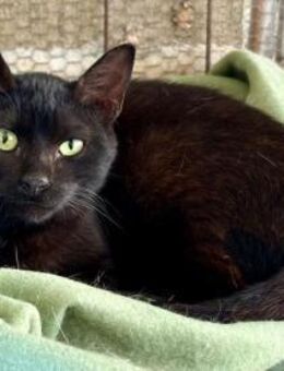 Vagos, tapferer Panther, ca. 1 Jahr - Vaterstetten
