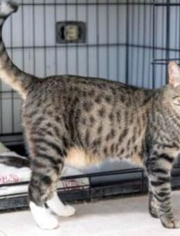 Katze Other 2 - Bochum