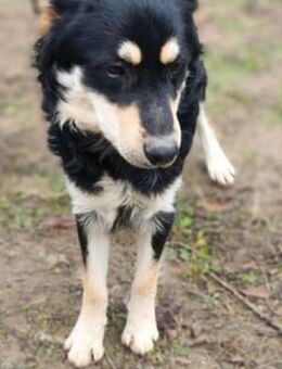 Arthur sucht seine Menschen - Nordwalde