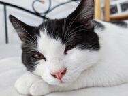 -NASA- Schwarz/Weiß Mix Kitten | Junge - Hannover