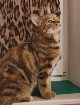 Katze sucht ein liebevolles Zuhause in Einzelhaltung - Oldenburg