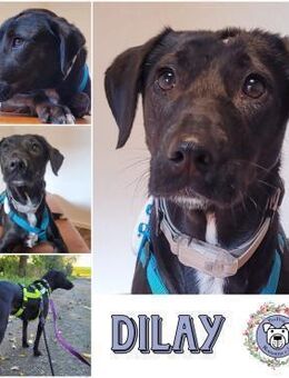 DILAY * sanfte Hündin mit großem Herzen - Duisburg