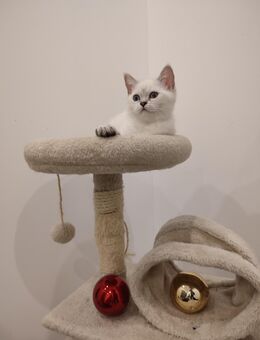 Bkh silver shaded ABGABEBEREIT! - Wietmarschen