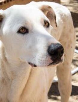 Castells, bevorzugt Frauen - Kettershausen