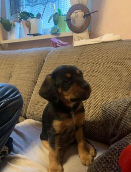 Hundewelpen - Walkendorf