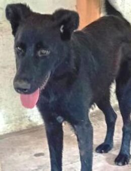 Liebenswerter Bosco sucht Familie - Olsberg
