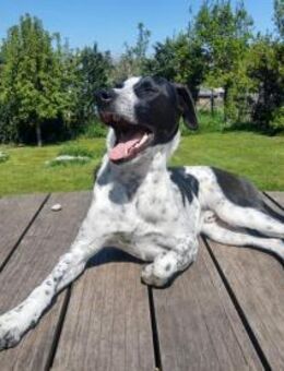 Scar 🧡 sucht Paten - Hamburg