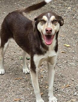 Adoptiere LIebe = sehr sozialer NOAH ♥️ - München