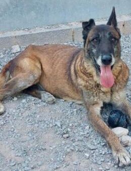 Bodo❤️geduldig und er bleibt cool - Hamburg