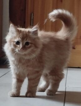 Verkaufe Mix Ragdoll/Norwegisch Waldkatze - Lommatzsch