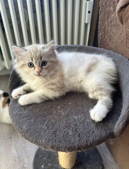 BKH-BLH Kitten suchen ein neues Zuhause - Berlin Neukölln