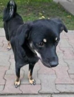 Chica verspieltes Hundemädel - Hüllhorst