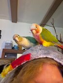 Molina Sittiche in 53809