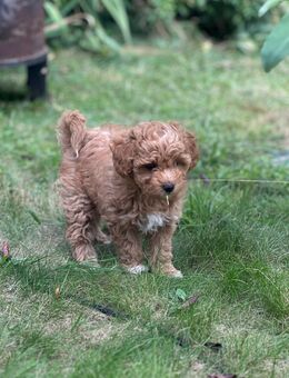 Maltipoo Welpen - Georgsdorf