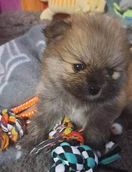 Zwergspitz pomeranian Welpen mini - Karlsruhe