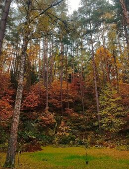 Unterstützung beim Baumfällen gesucht - Eckersdorf