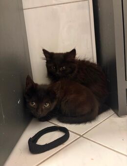 Zwei babykatzen zu verkaufen - Überlingen Zentrum