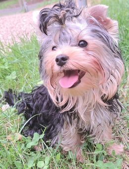 Schlauer Yorkshire terrier Welpe reinrassig black-golden-silver junge - Heidelberg