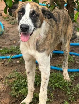 liebenswerte Herdenschutz-Mix-Hündin - Tübingen