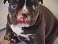 Französische Bulldogge Rüde choco - Kassel