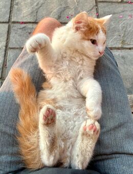 Maine Coon Perser Norwegische Waldkatze Langhaar Kitten Kätzchen Katzen - Mühldorf (Inn)