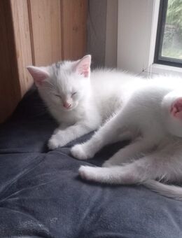 Süße kuschelige Kitten - Görmin