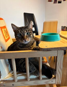Liebevolle Kater abzugeben (Kastriert) - Mariental