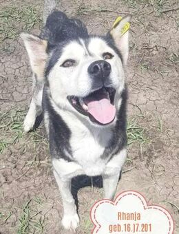 RHANJA ♥ gerettet aus Tötung Slatina - Uetze