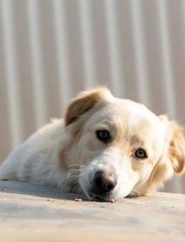 Yucca - Zurückhaltend & voller Potenzial - Kallmünz