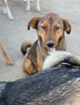 Rusty sucht sein Glück - Celle