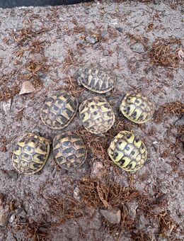 Griechische Landschildkröten Testudo hermanni boettgeri zu verkaufen - Leer (Ostfriesland) Zentrum