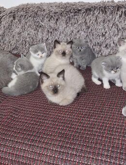 Reinrassig Britisch kurzhaar kitten - Fehrbellin