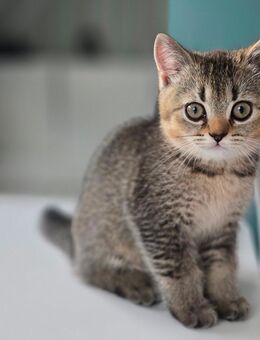 Reinrassige BKH Kitten - Remscheid