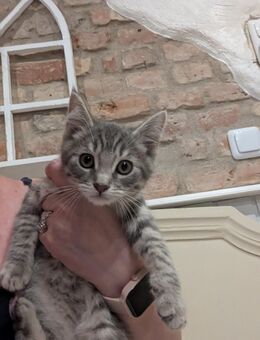 Süsser Maine coon / BKH junge - Kyritz