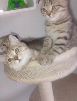 BKH Kitten - Lahr (Schwarzwald)