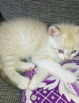 Kitten in gute Hände abzugeben - Moers