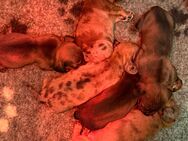 3 von 6 süßen Dackelwelpen suchen ein liebevolles Zuhause