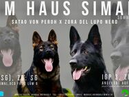 Schäferhund Welpen, mit Papiere vom Verein für deutsche Schäferhunde - Bönen