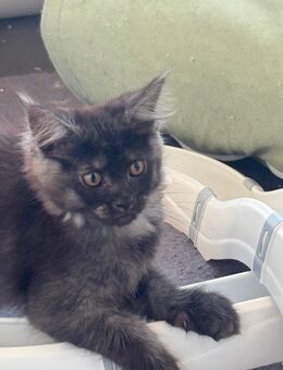 XXL Maine coon kitten alte line mit Stammbaum - Lindenberg (Allgäu) Zentrum
