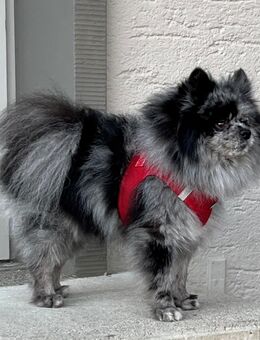 Pomeranian(Kleinspitz) -Deckrüde - Dübendorf