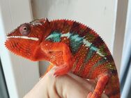 1.1 Furcifer pardalis Pantherchamäleon + 2 Terrarien - Niederrieden